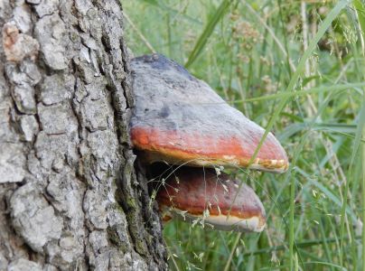 Pr&aacute;chnovček p&aacute;sikav&yacute; 