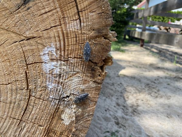 Krasoň borovicov&yacute;