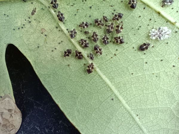 Sietnička dubov&aacute;