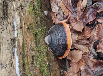 Pr&aacute;chnovček p&aacute;sikav&yacute; 