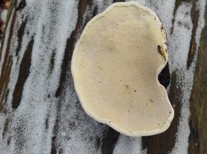 Pr&aacute;chnovček p&aacute;sikav&yacute; 