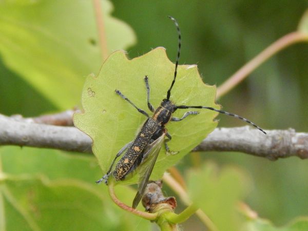Vrz&uacute;nik osikov&yacute;