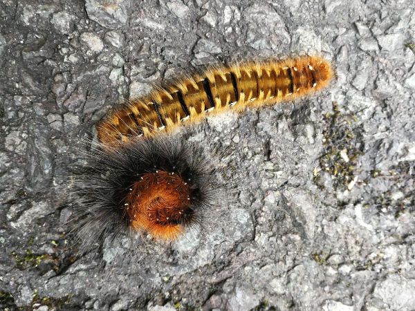 A - nejednoznačne určen&yacute;, nie sme si ist&iacute;