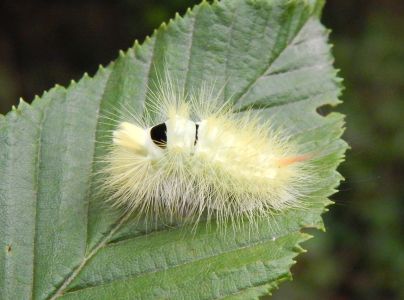&Scaron;tetinavec orechov&yacute; 