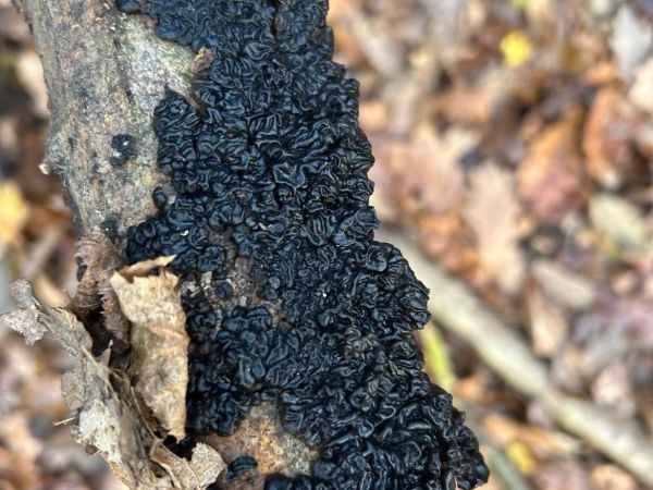 Tmavor&ocirc;solovec mozgovit&yacute;