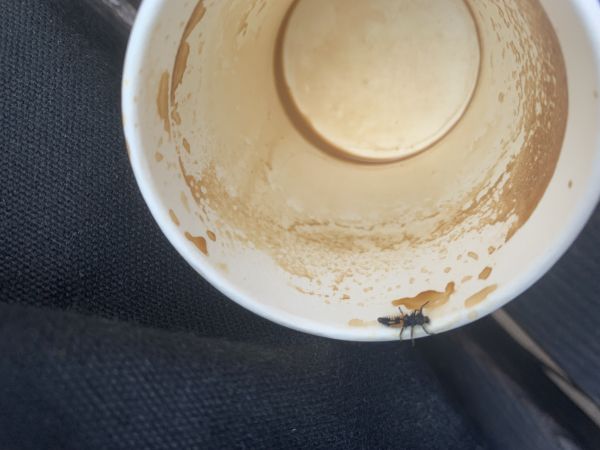 Lienka v&yacute;chodn&aacute;