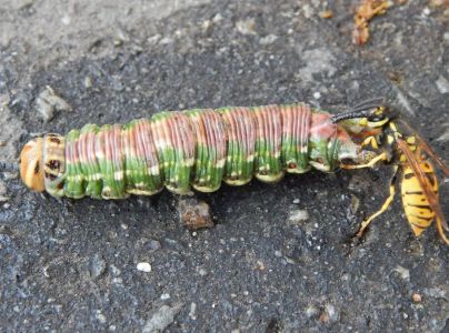 Ly&scaron;aj borovicov&yacute;