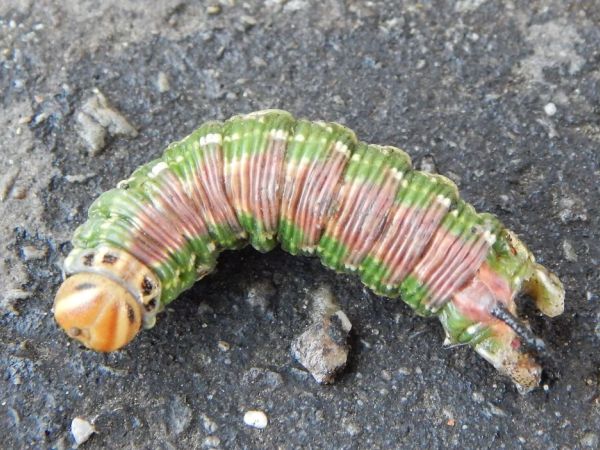 Ly&scaron;aj borovicov&yacute;