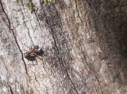 A - nejednoznačne určen&yacute;, nie sme si ist&iacute;