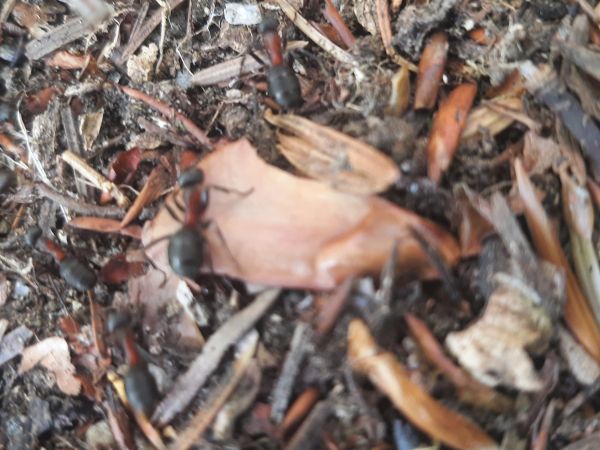 A - nejednoznačne určen&yacute;, nie sme si ist&iacute;