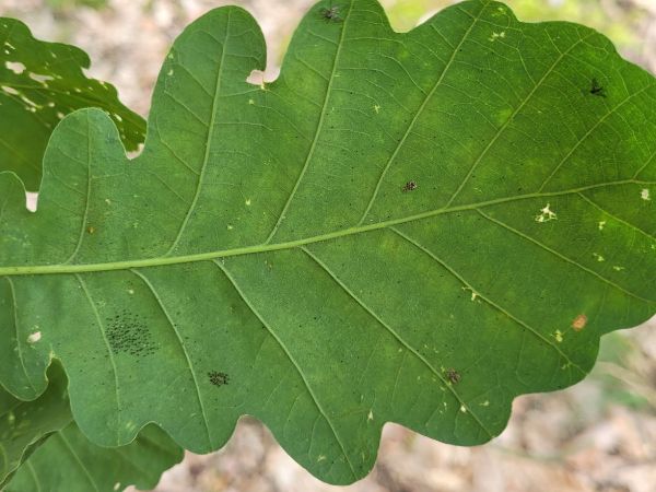 Sietnička dubov&aacute;