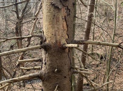 A - nejednoznačne určen&yacute;, nie sme si ist&iacute;