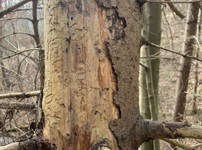 A - nejednoznačne určen&yacute;, nie sme si ist&iacute;