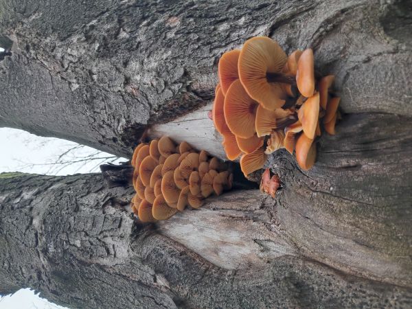 Plamienka zimn&aacute;