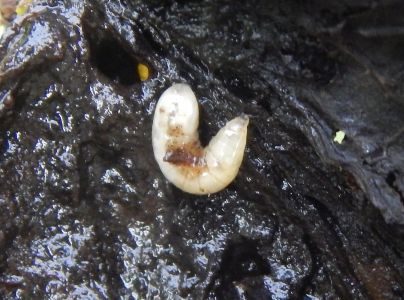 Vrtivka orechov&aacute; 