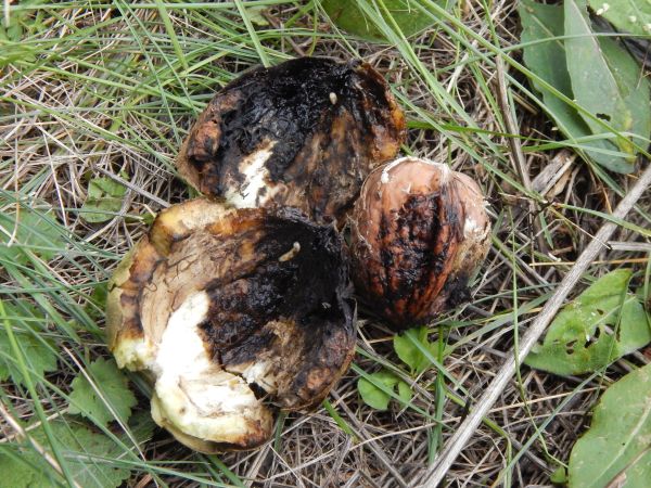 Vrtivka orechov&aacute; 