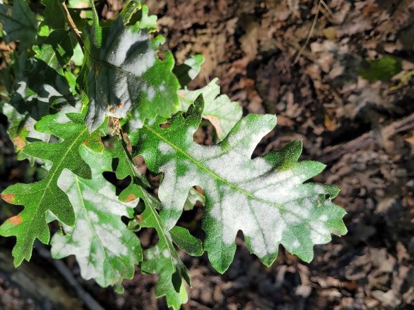 Drobnom&uacute;čka dubov&aacute;