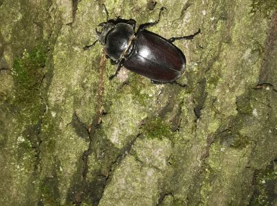 Roh&aacute;č obyčajn&yacute; 