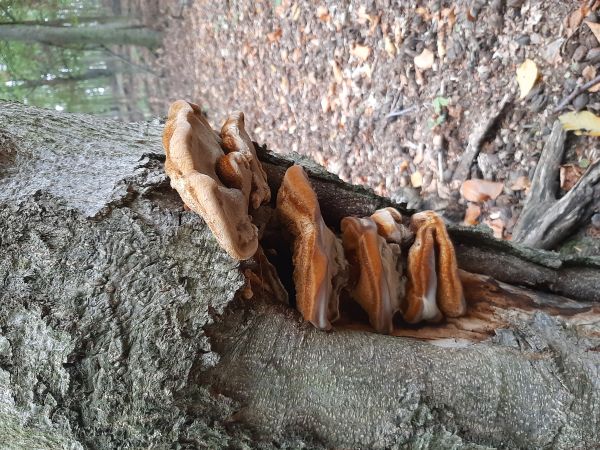 Ry&scaron;avec k&ocirc;rovit&yacute;