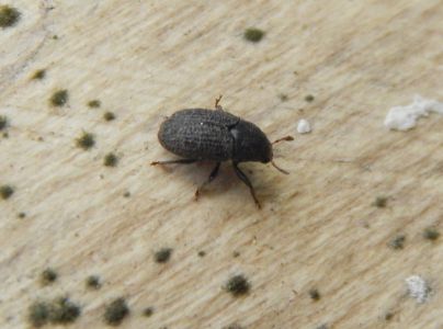 Lykokaz zrnit&yacute;