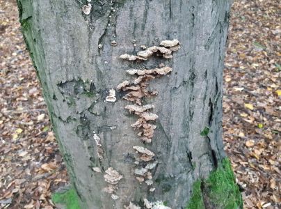 Tr&uacute;dnikovec pestr&yacute;