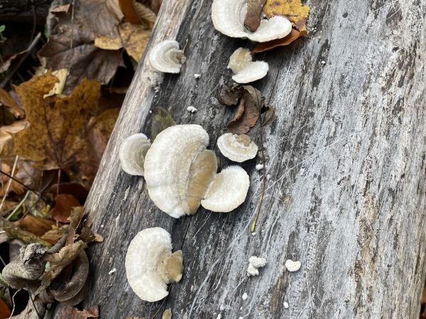 Tr&uacute;dnikovec chlpat&yacute;