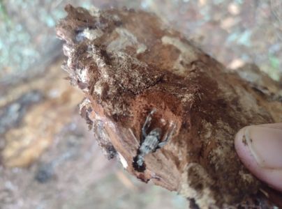 Fuz&aacute;č k&ocirc;rov&yacute;