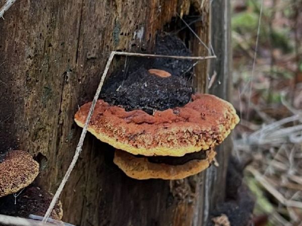 Tr&aacute;movka an&iacute;zov&aacute;