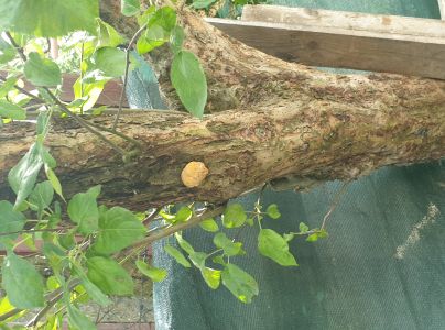 Ry&scaron;avec srstnat&yacute;