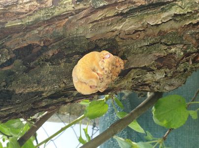 Ry&scaron;avec srstnat&yacute;