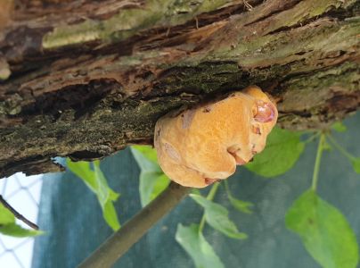 Ry&scaron;avec srstnat&yacute;