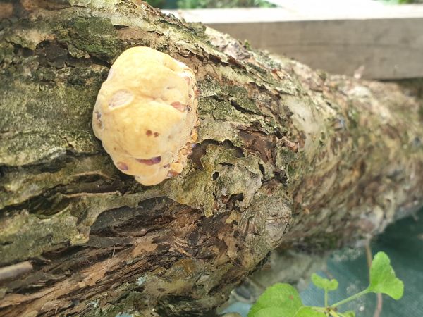 Ry&scaron;avec srstnat&yacute;