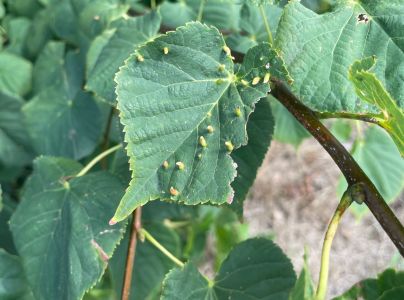 Roztoč Vlnovn&iacute;k lipov&yacute;