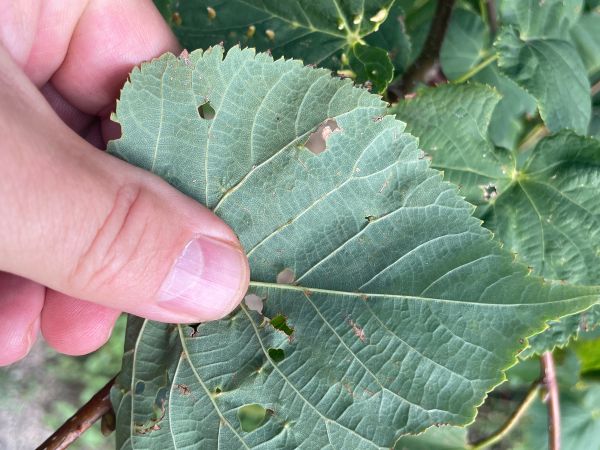 Roztoč Vlnovn&iacute;k lipov&yacute;