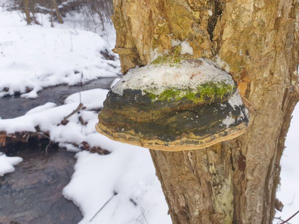 Ohňovec obyčajn&yacute;