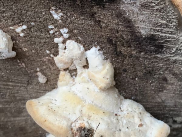 Tr&uacute;dnikovec chlpat&yacute;