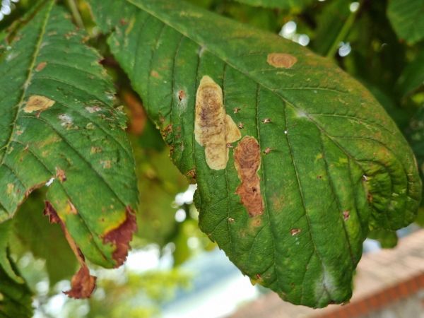 Plosk&aacute;čik paga&scaron;tanov&yacute;