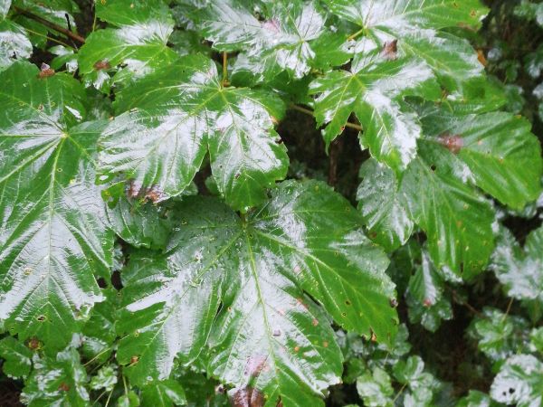 A - nie je v datab&aacute;ze