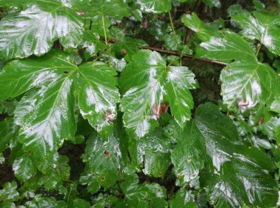 A - nie je v datab&aacute;ze