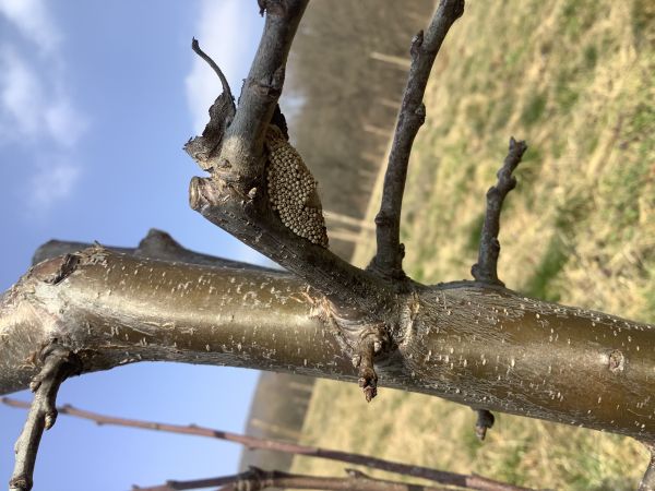 &Scaron;tetinavec trnkov&yacute; 