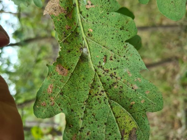 Sietnička dubov&aacute;