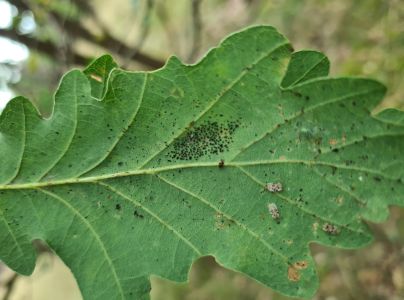 Sietnička dubov&aacute;