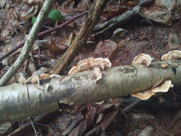 A - nejednoznačne určen&yacute;, nie sme si ist&iacute;