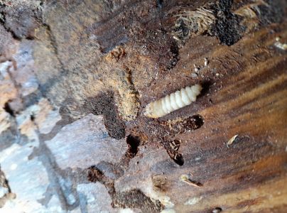 A - nie je v datab&aacute;ze