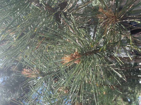 Pyknidovka beľov&aacute;