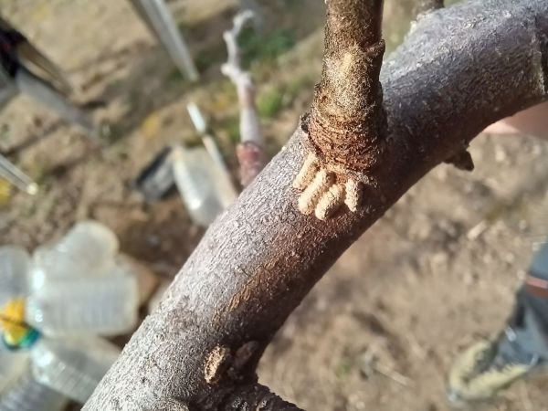 A - nejednoznačne určen&yacute;, nie sme si ist&iacute;