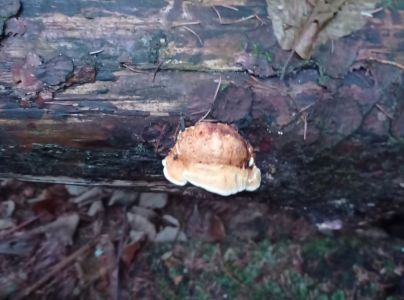 A - nie je v datab&aacute;ze