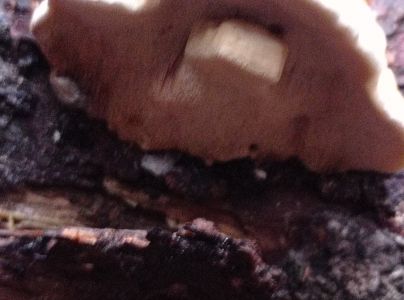 A - nie je v datab&aacute;ze