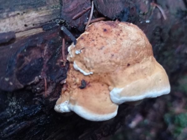 A - nie je v datab&aacute;ze