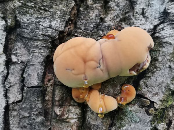 Ry&scaron;avec srstnat&yacute;